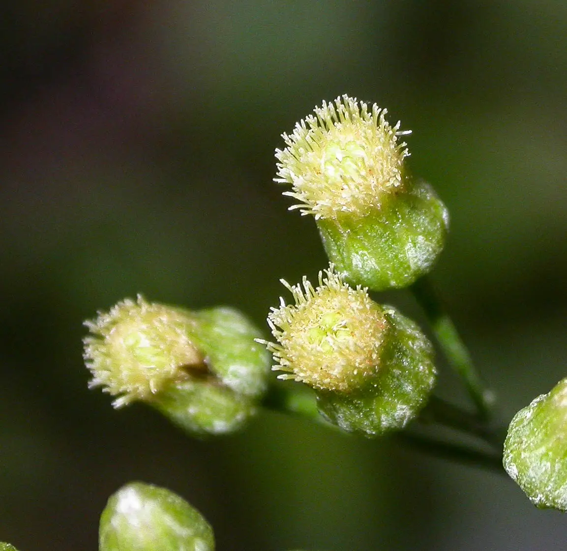 Baccharis vulneraria Baker