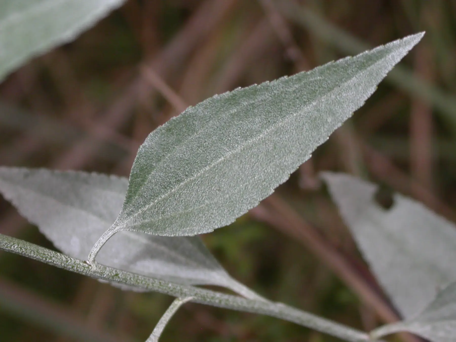 Baccharis vulneraria Baker