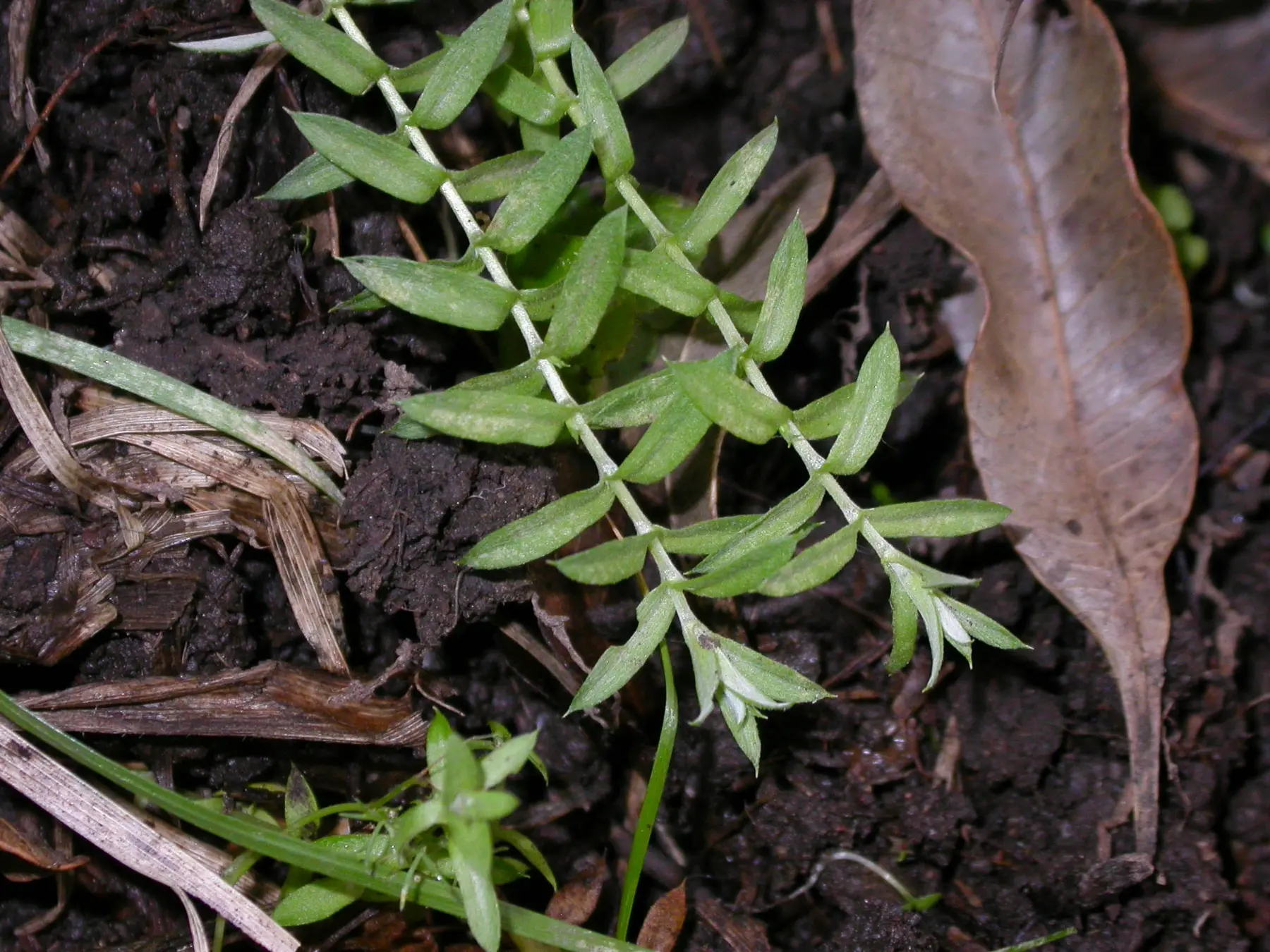 Chevreulia acuminata Less.