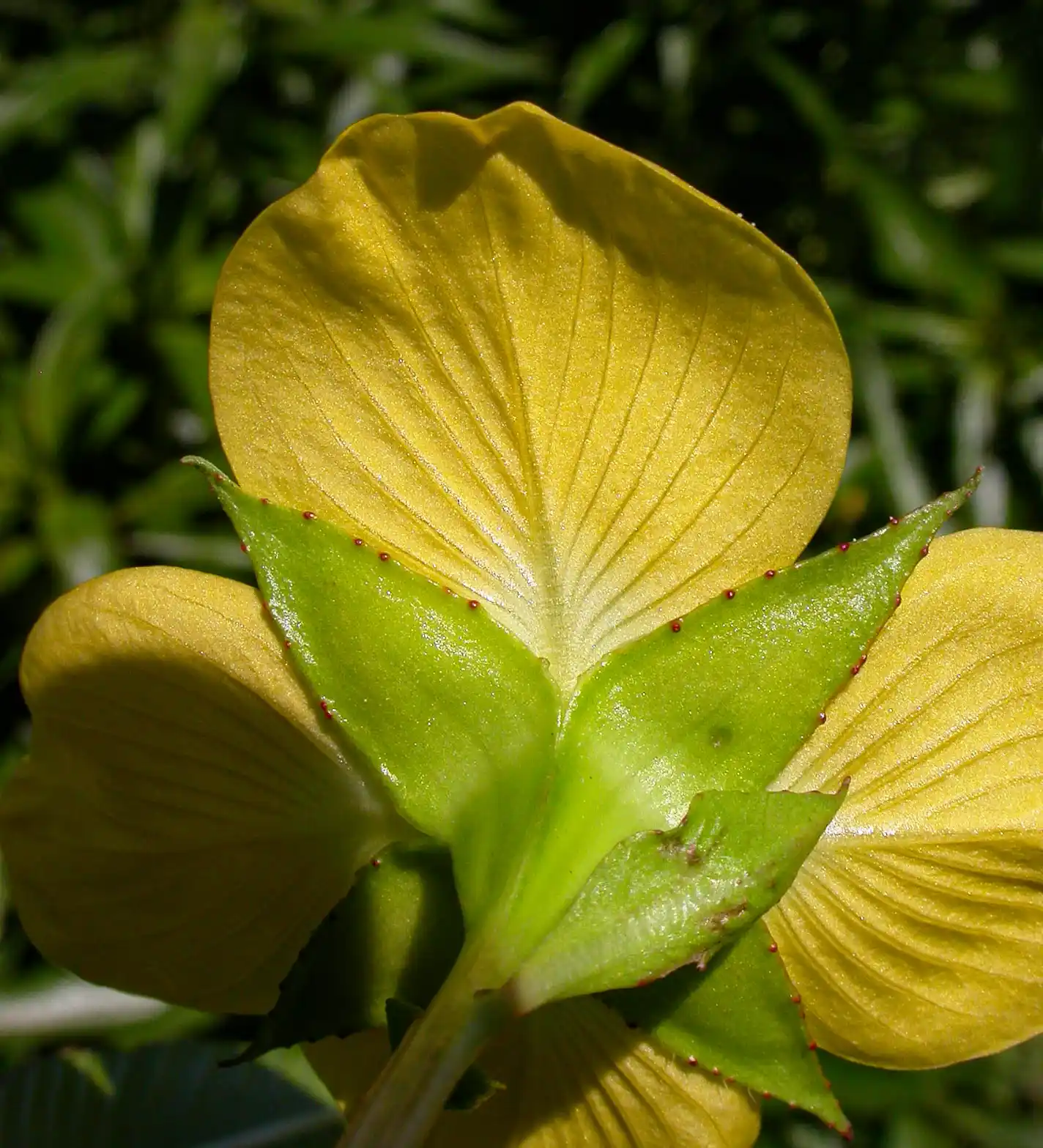 Ludwigia elegans Cambess.H.Hara