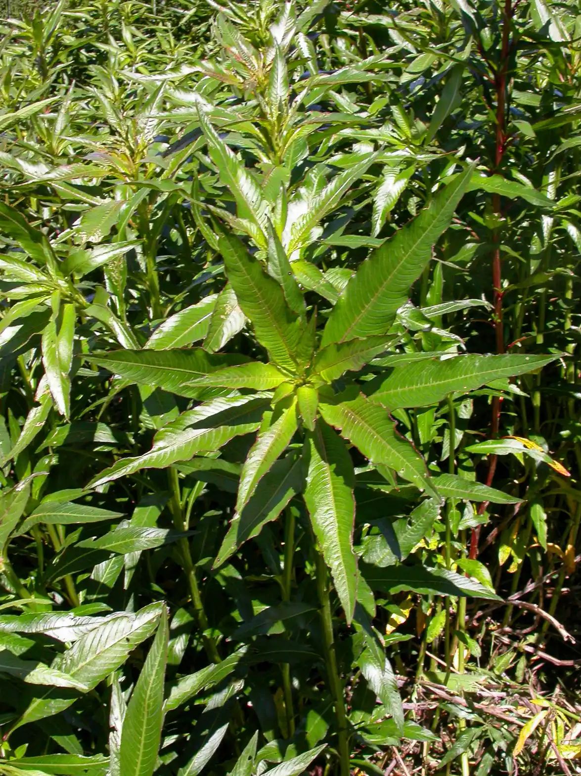 Ludwigia elegans Cambess.H.Hara