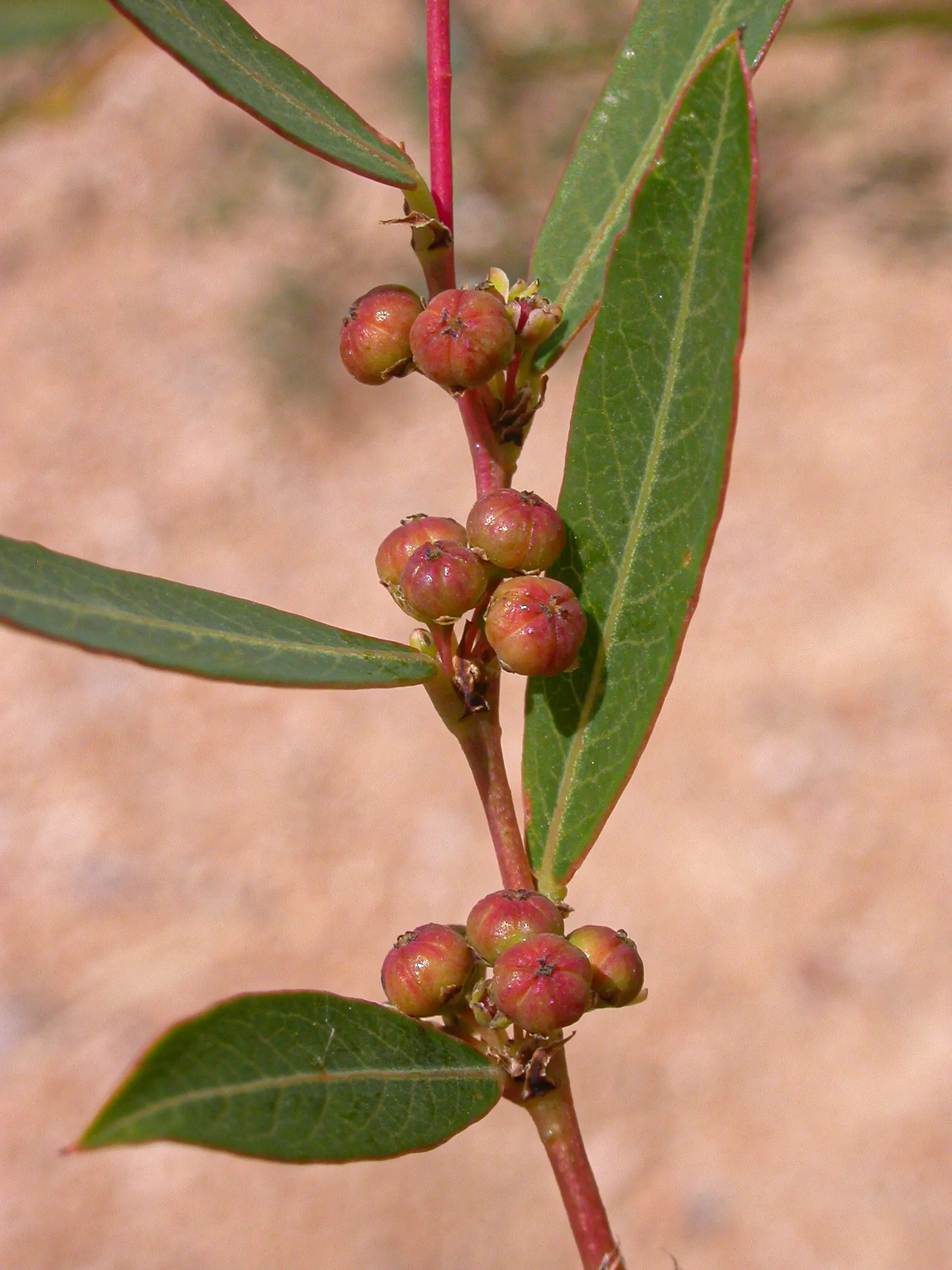 Phyllanthus sellowianus Müll.Arg.