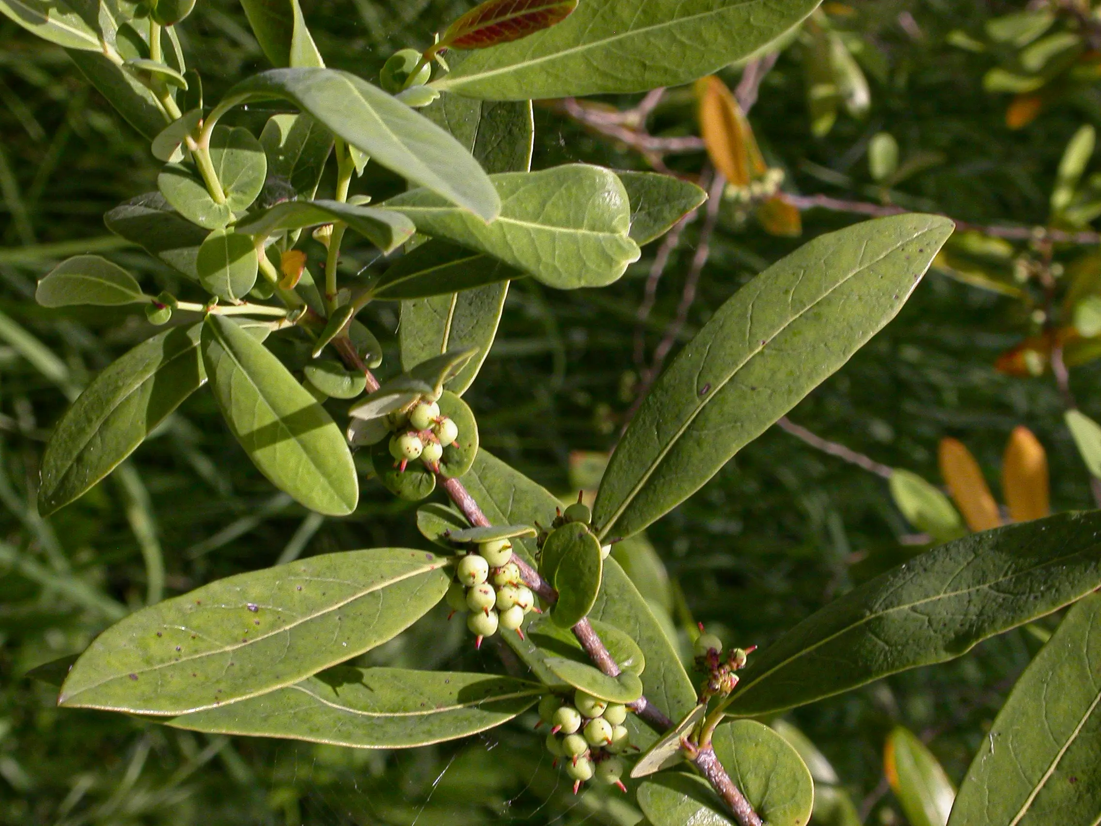 Azara uruguayensis (Speg.) Sleumer