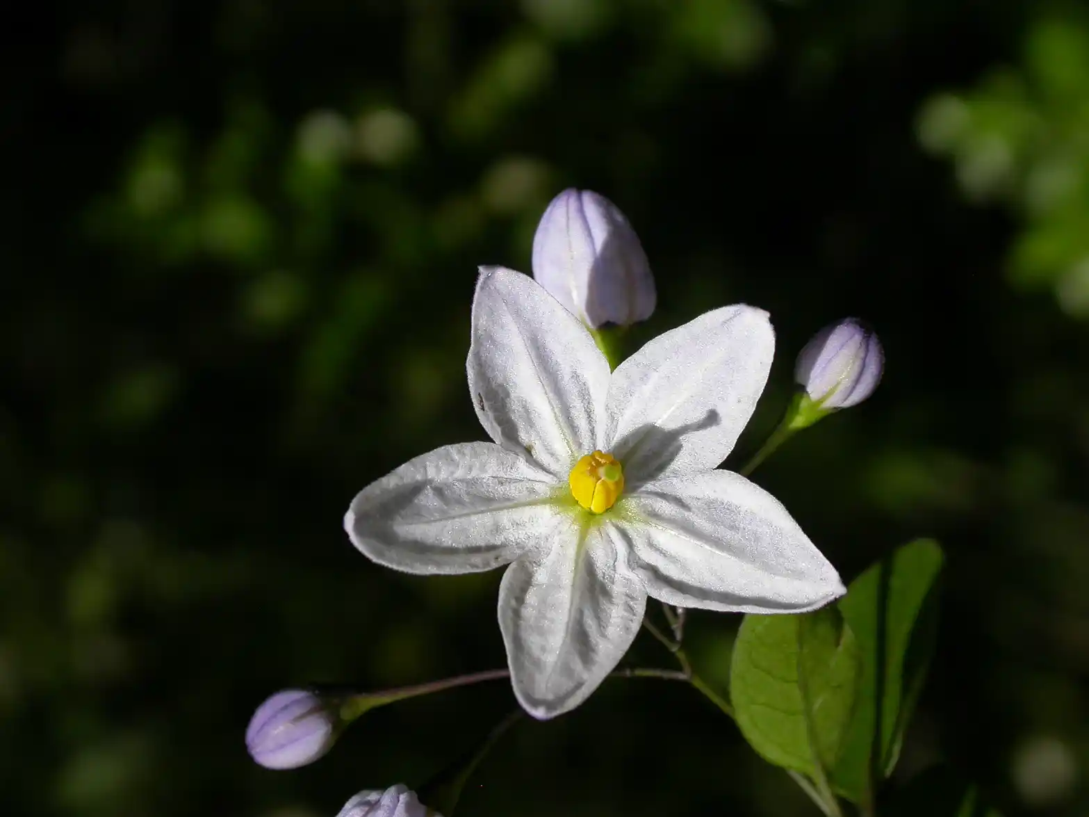 Solanum laxum Spreng.