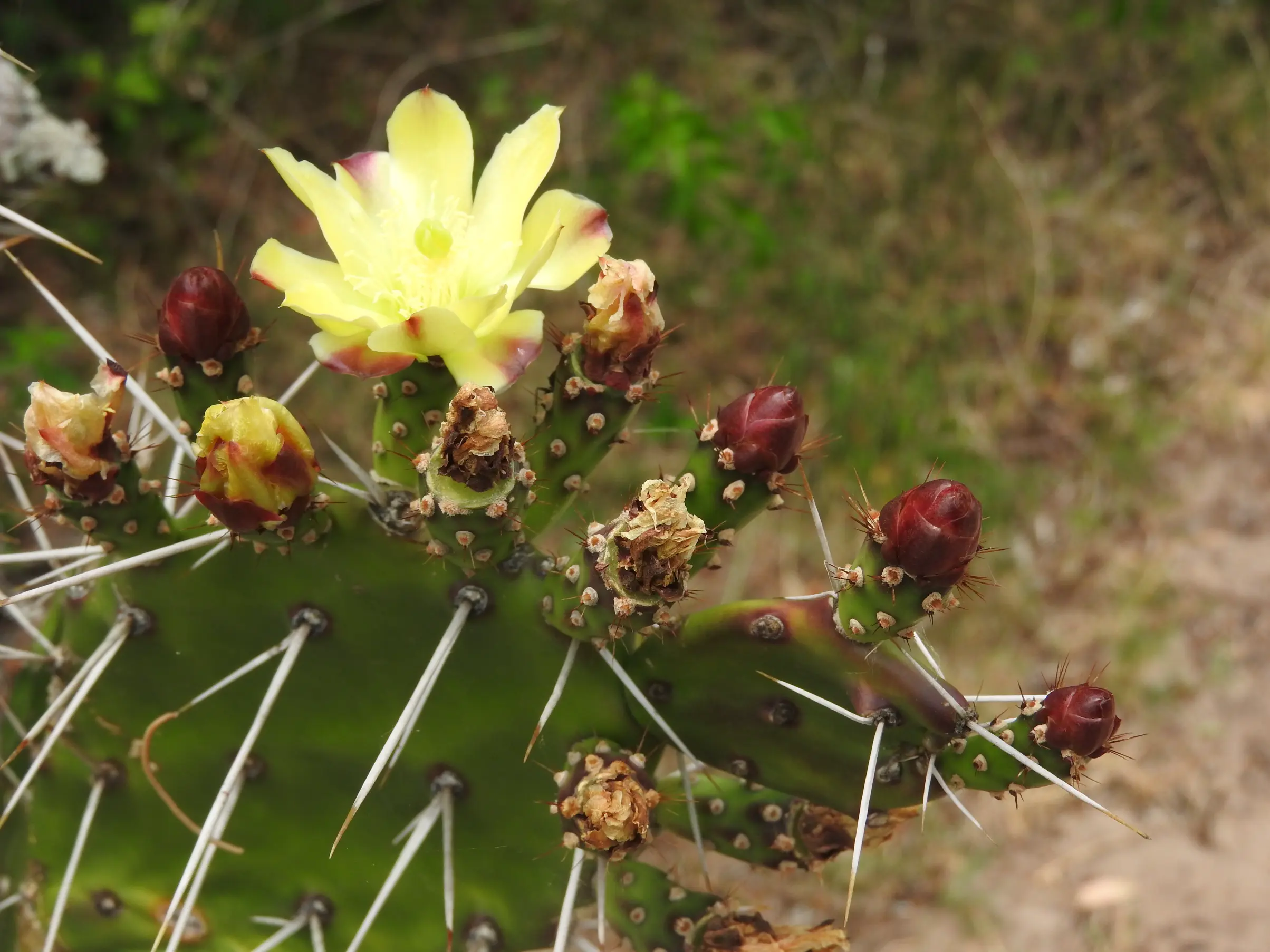 Opuntia arechavaletae Speg.