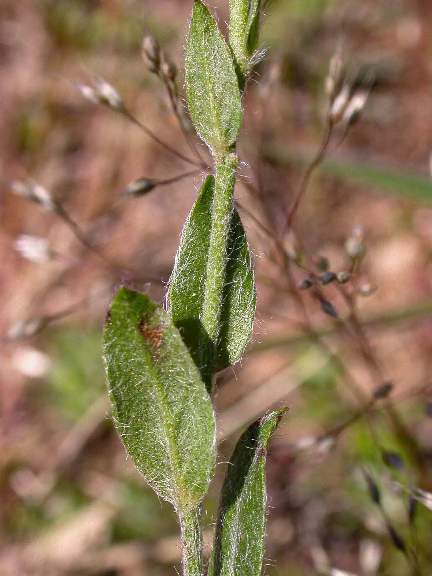 Crocanthemum brasiliense (Lam.) Spach