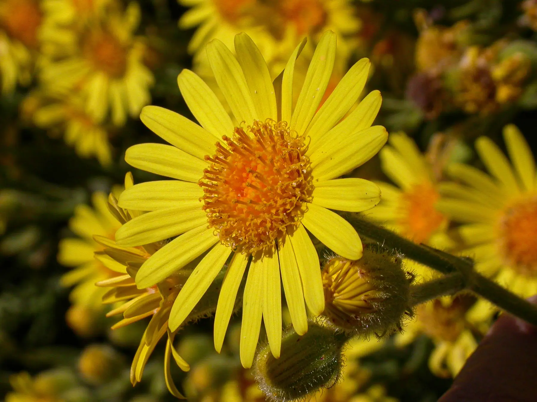 Senecio selloi DC.