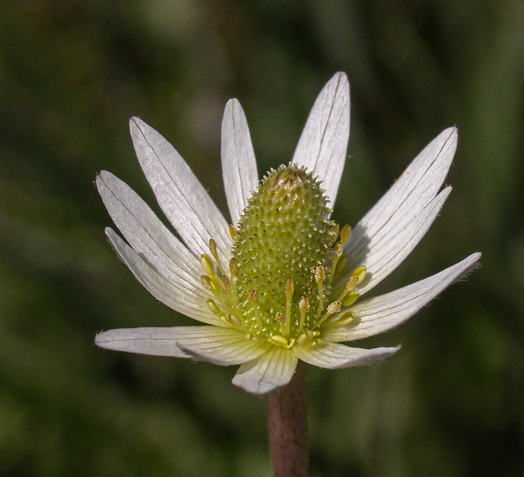 Anemone decapetala var. decapetala