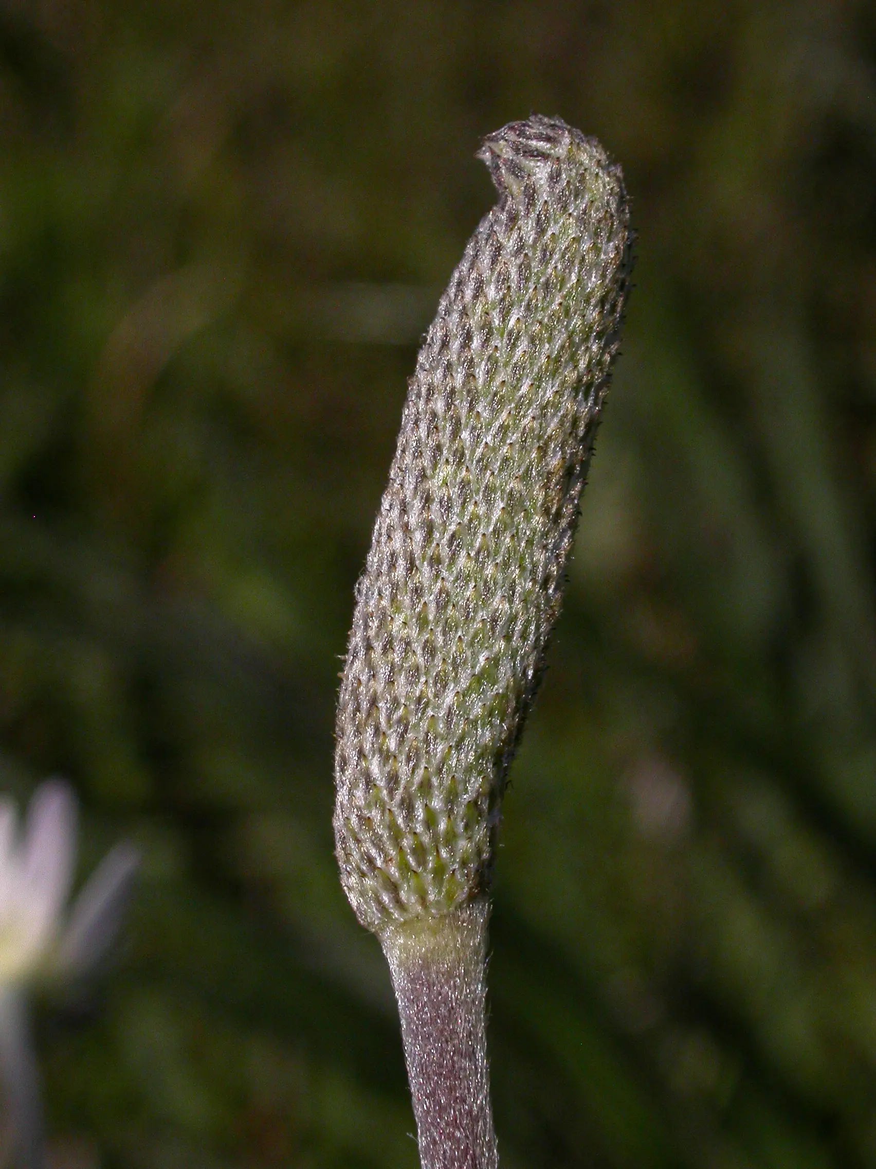 Anemone decapetala var. decapetala