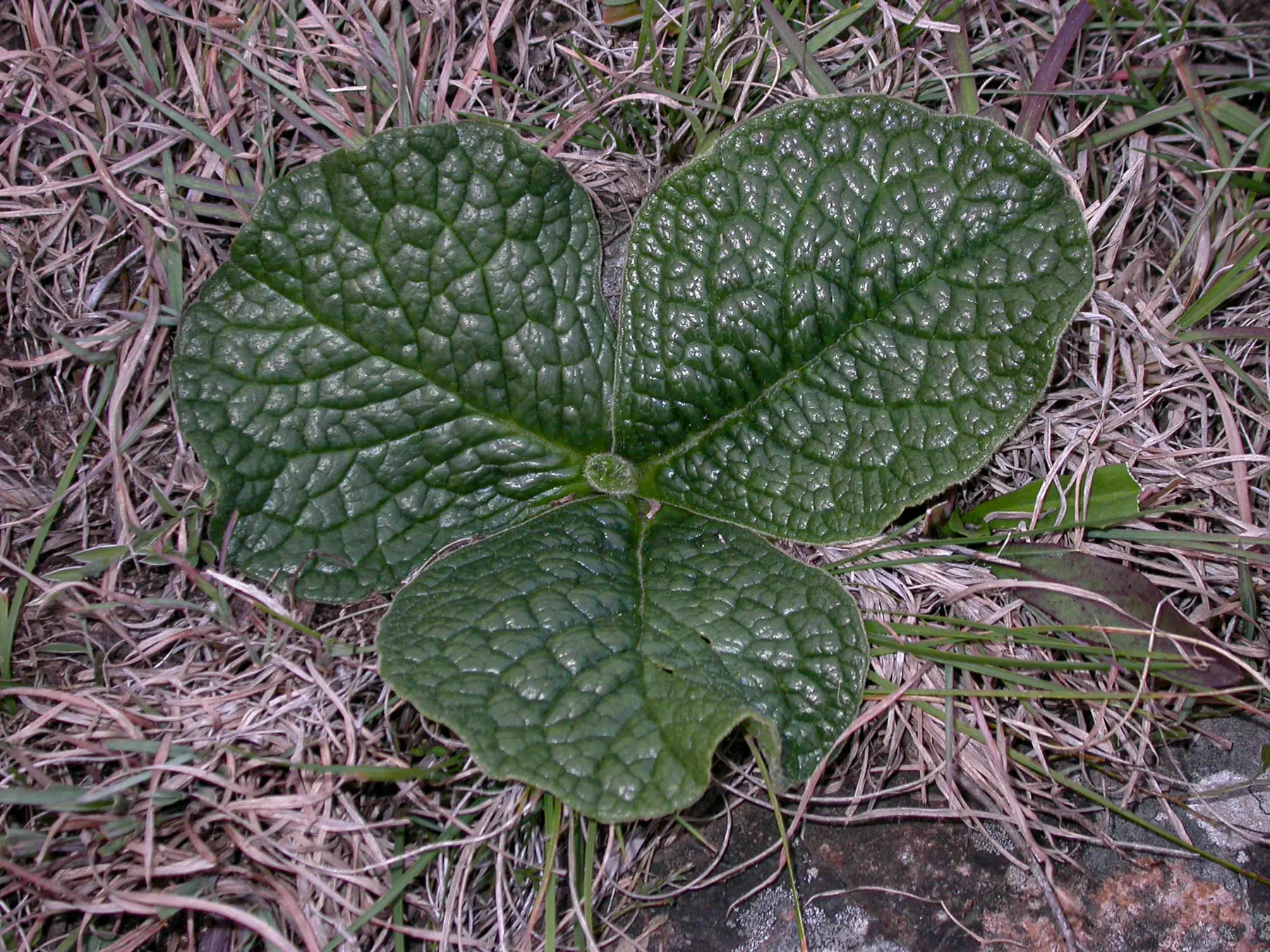 Criscia stricta (Spreng.) Katinas