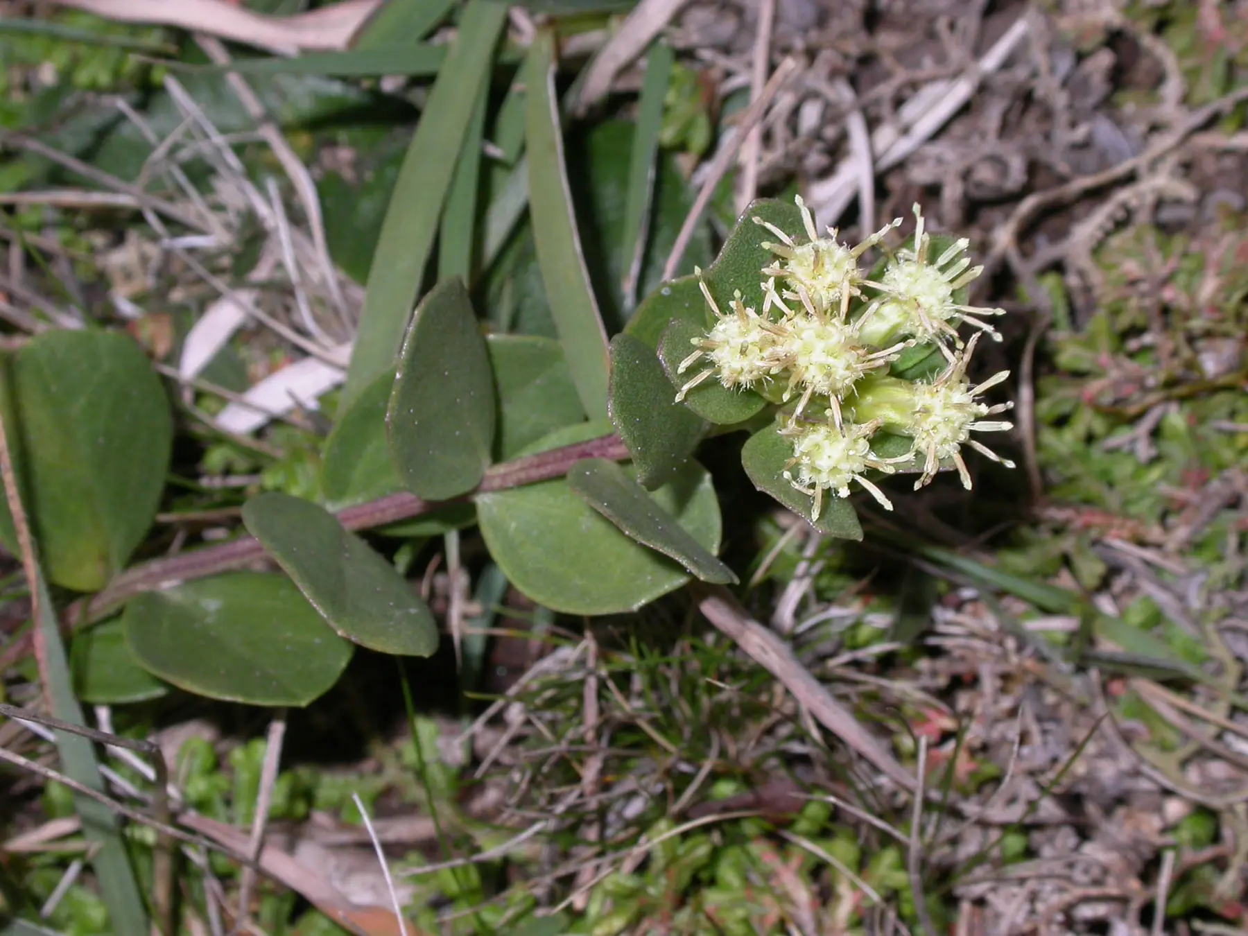 Baccharis sessiliflora Vahl