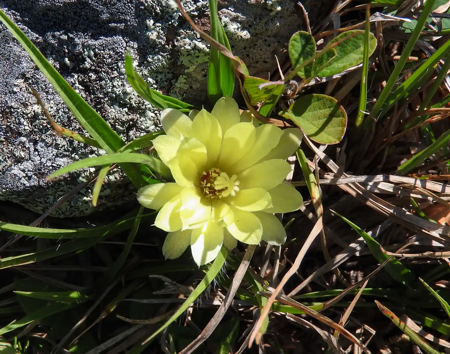 Frailea gracillima (Lem.) Britton & Rose