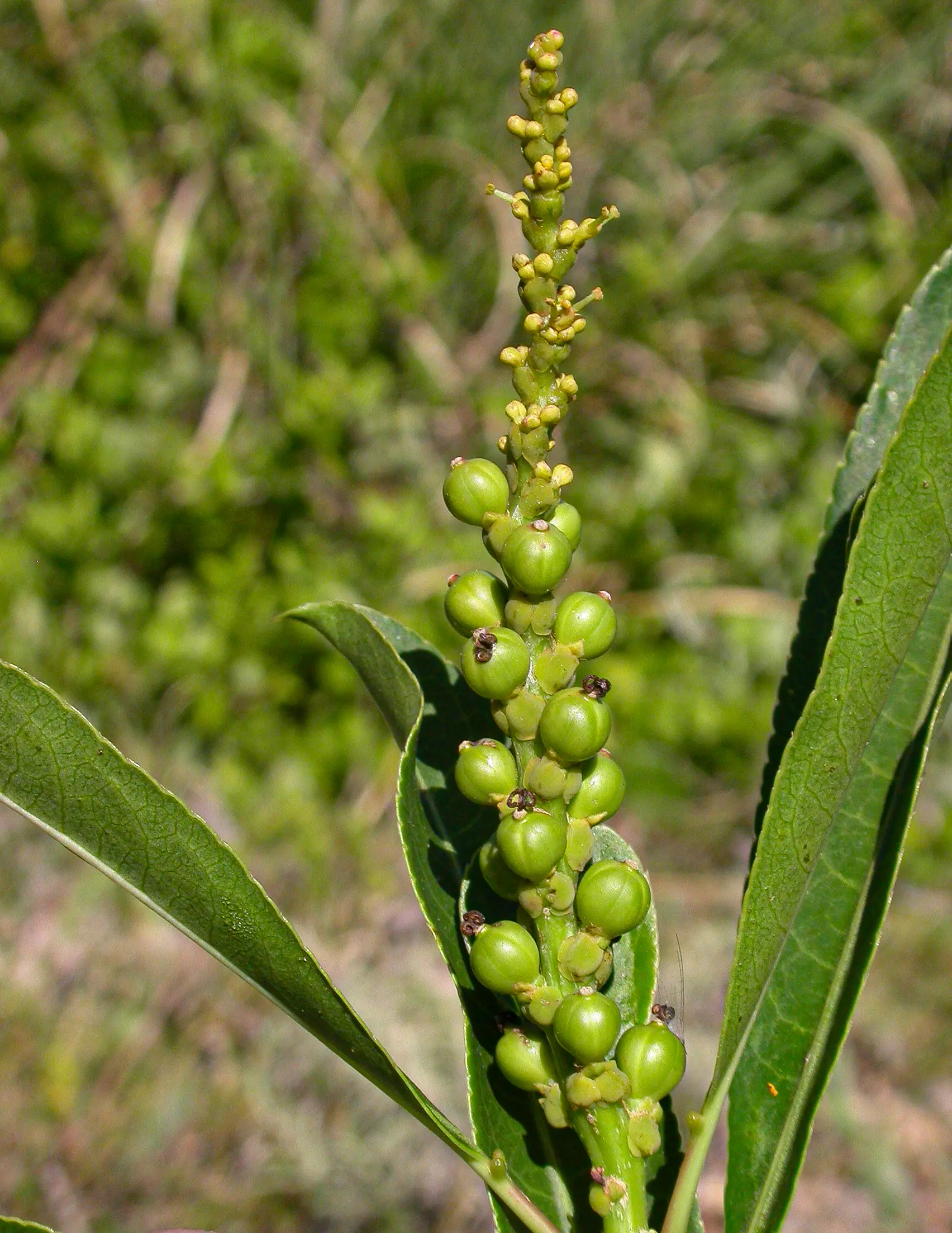 Sapium glandulosum (L.) Morong