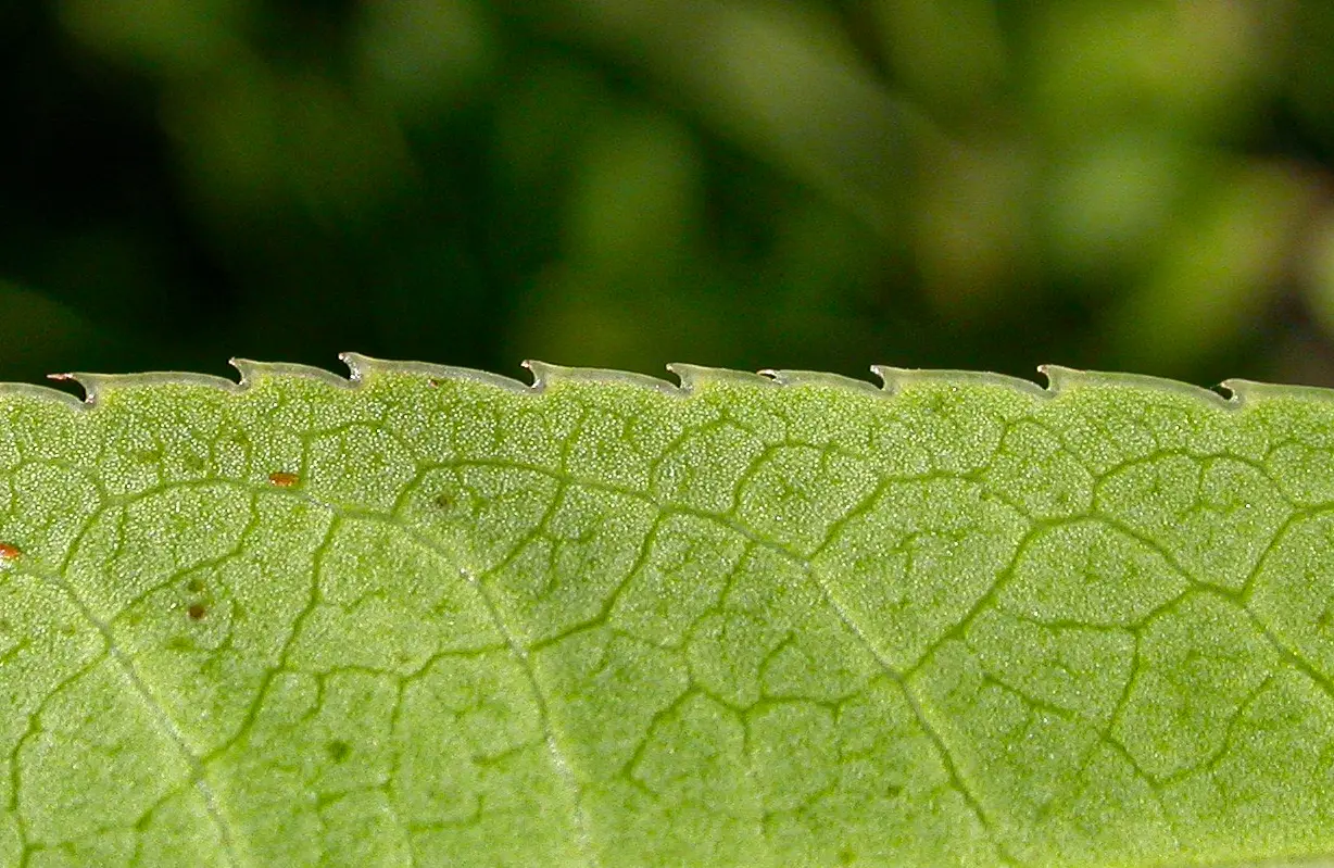 Sapium glandulosum (L.) Morong