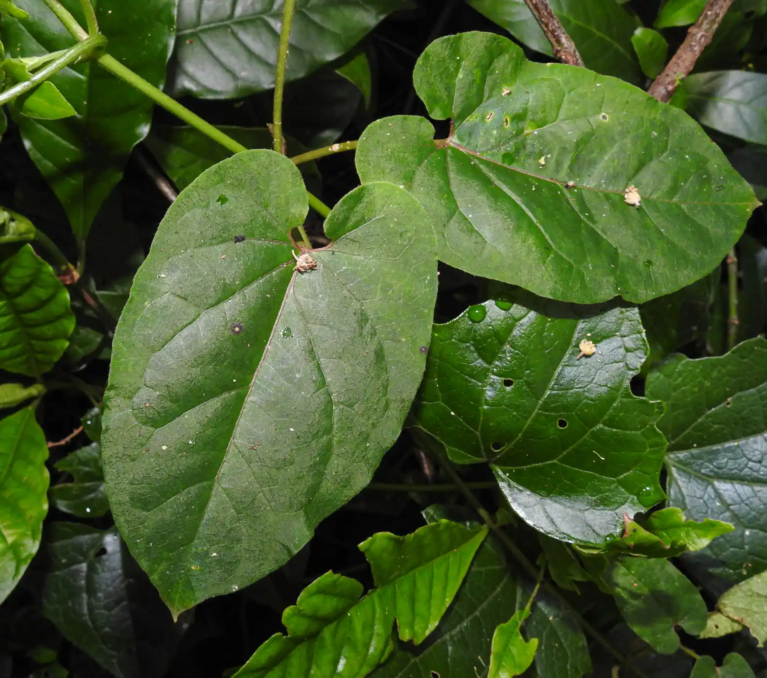 Chloropetalum viride (H.A.Keller & S.A.Cáceres) Morillo