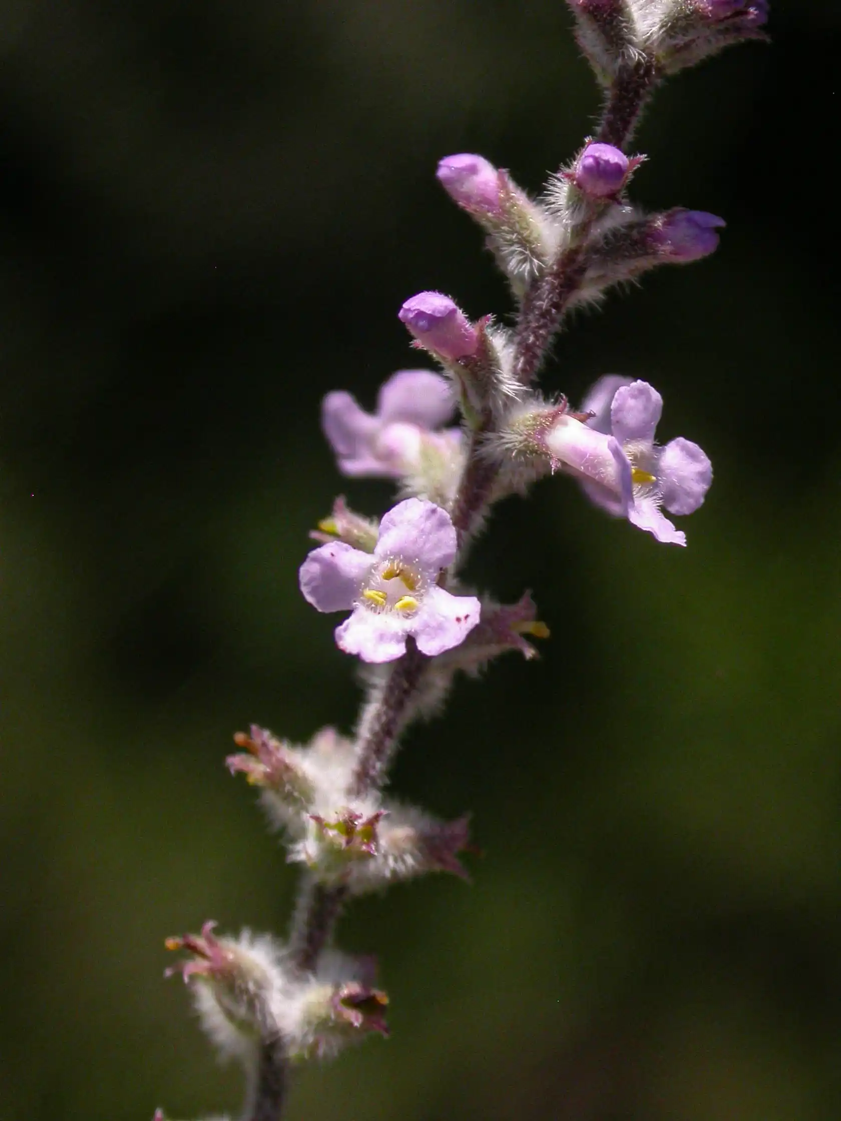Aloysia chamaedryfolia Cham.