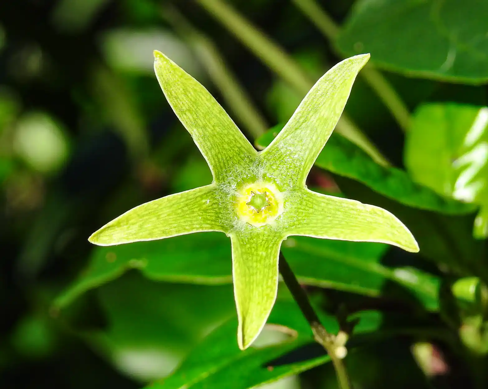 Chloropetalum viride (H.A.Keller & S.A.Cáceres) Morillo