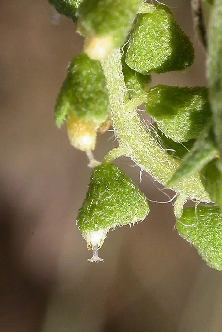 Ambrosia tenuifolia Spreng.