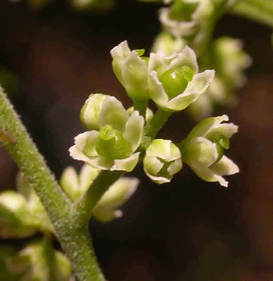 Zanthoxylum rhoifolium Lam.
