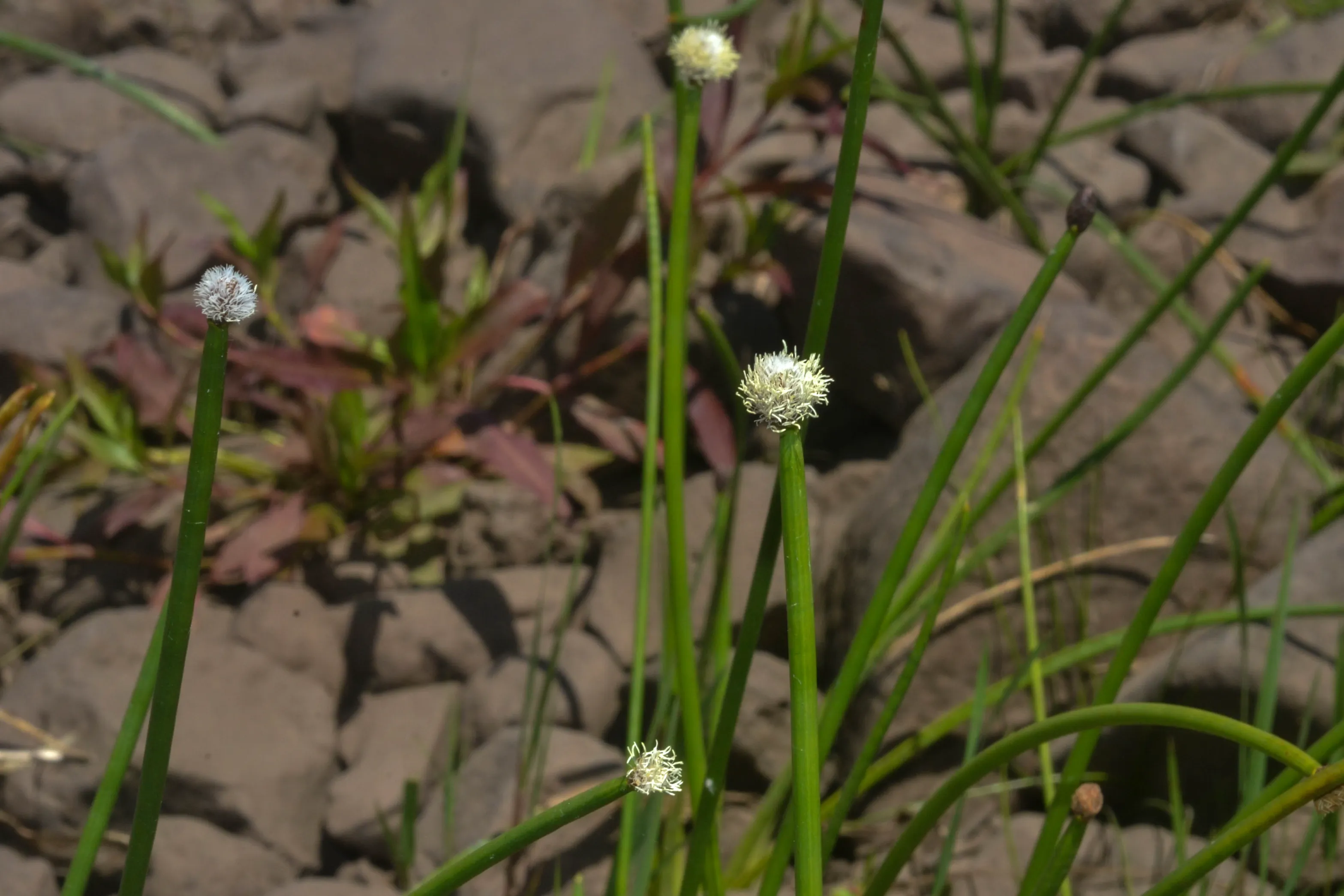 Eleocharis elegans Roem. & Schult.