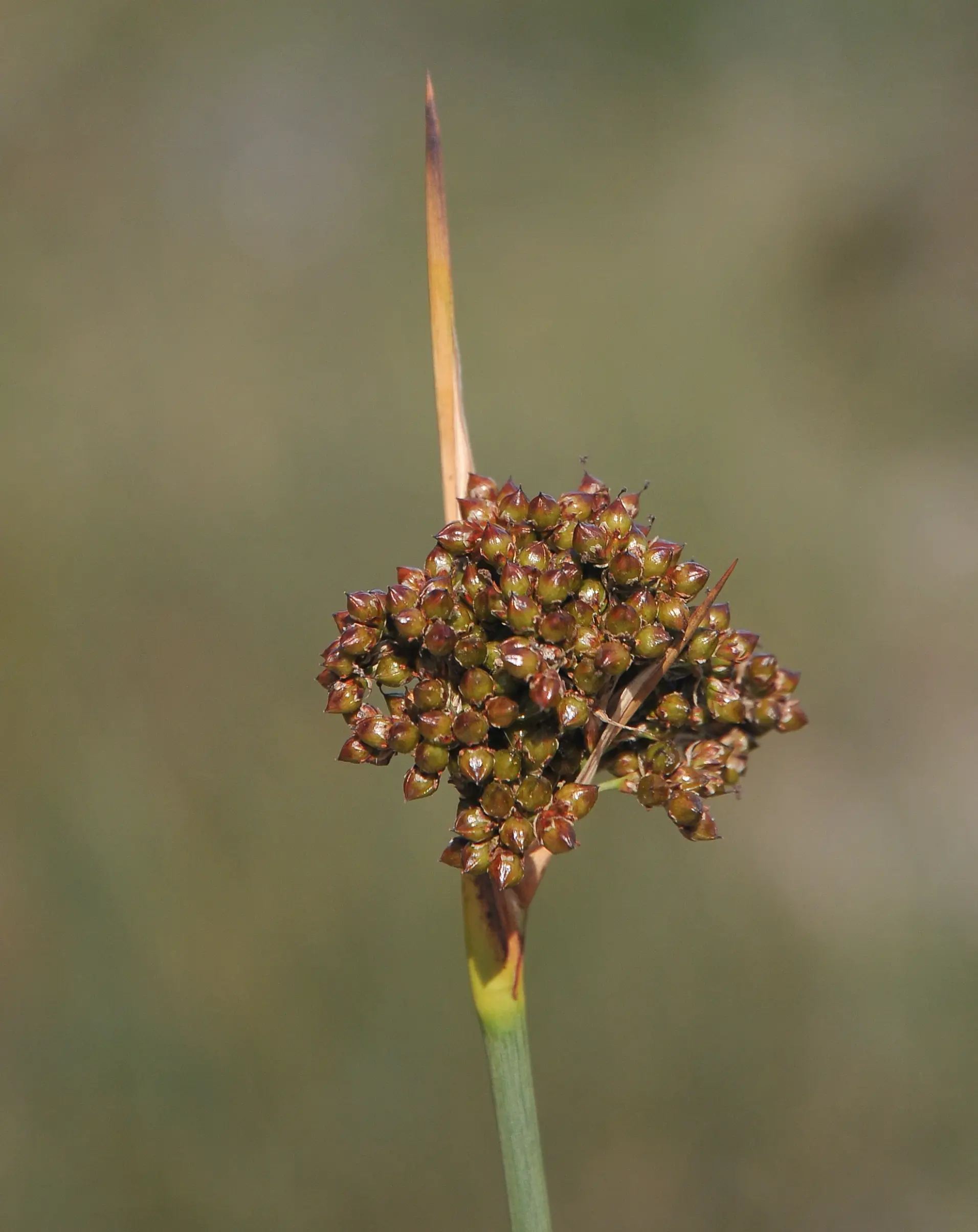Juncus acutus subsp. leopoldii (Parl.) Snogerup