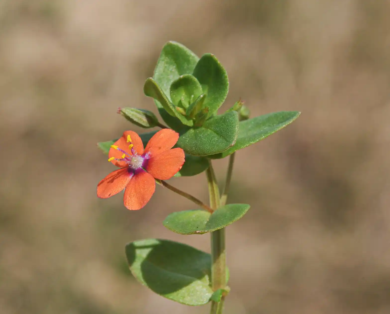 Lysimachia arvensis (L.) U.Manns & Anderb.