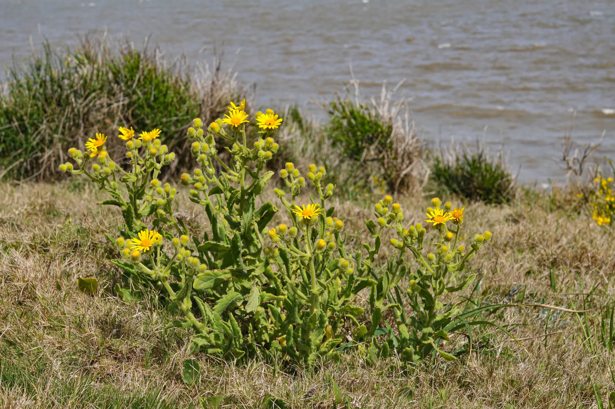 Senecio selloi DC.