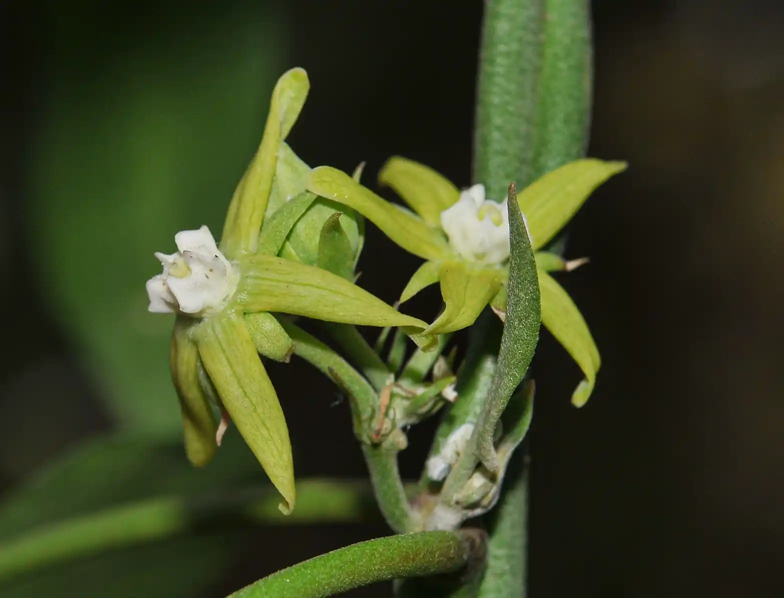 Araujia brachystephana (Griseb.) Fontella & Goyder