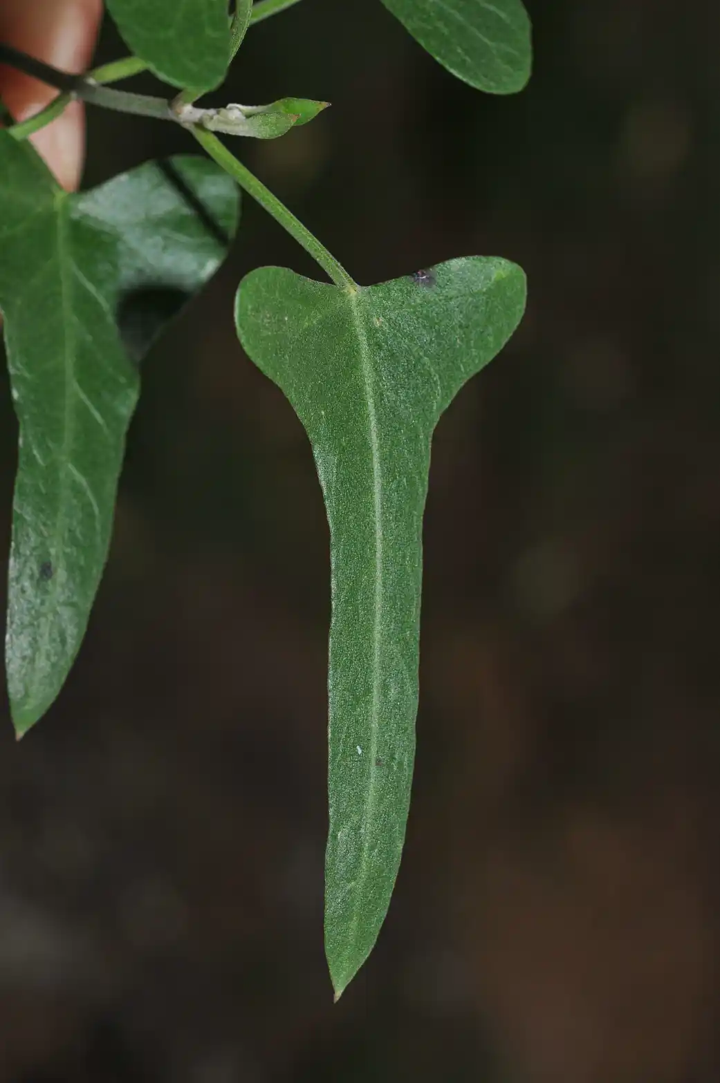 Araujia brachystephana (Griseb.) Fontella & Goyder