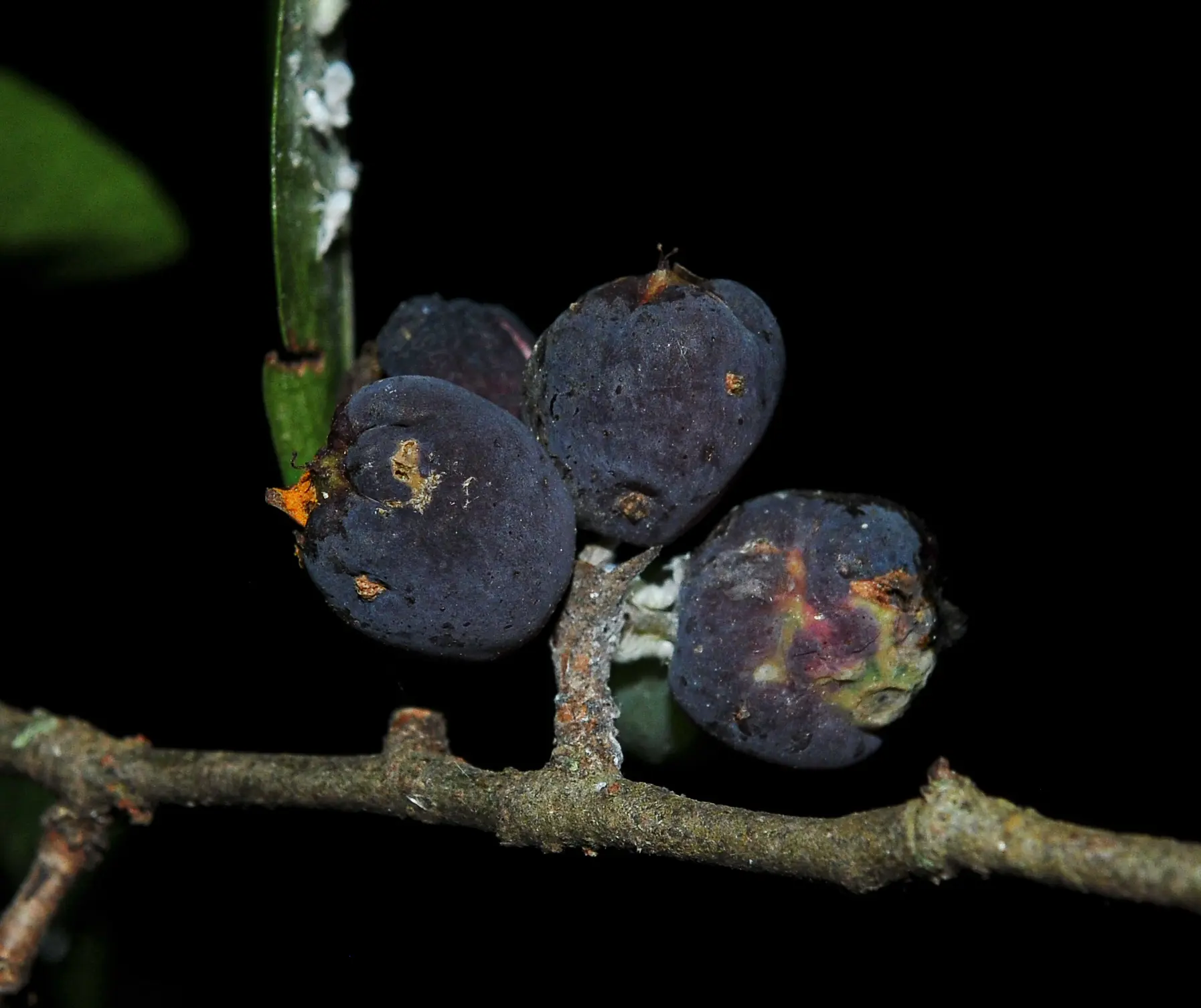 Coccoloba argentinensis Speg.