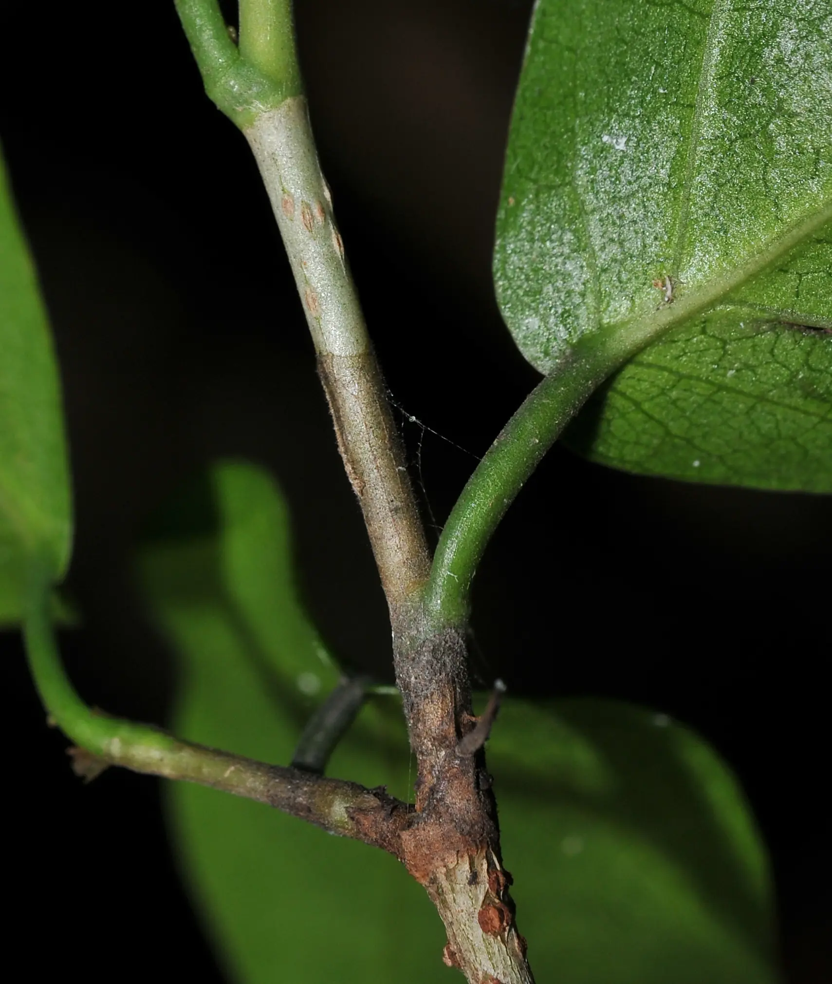 Coccoloba argentinensis Speg.
