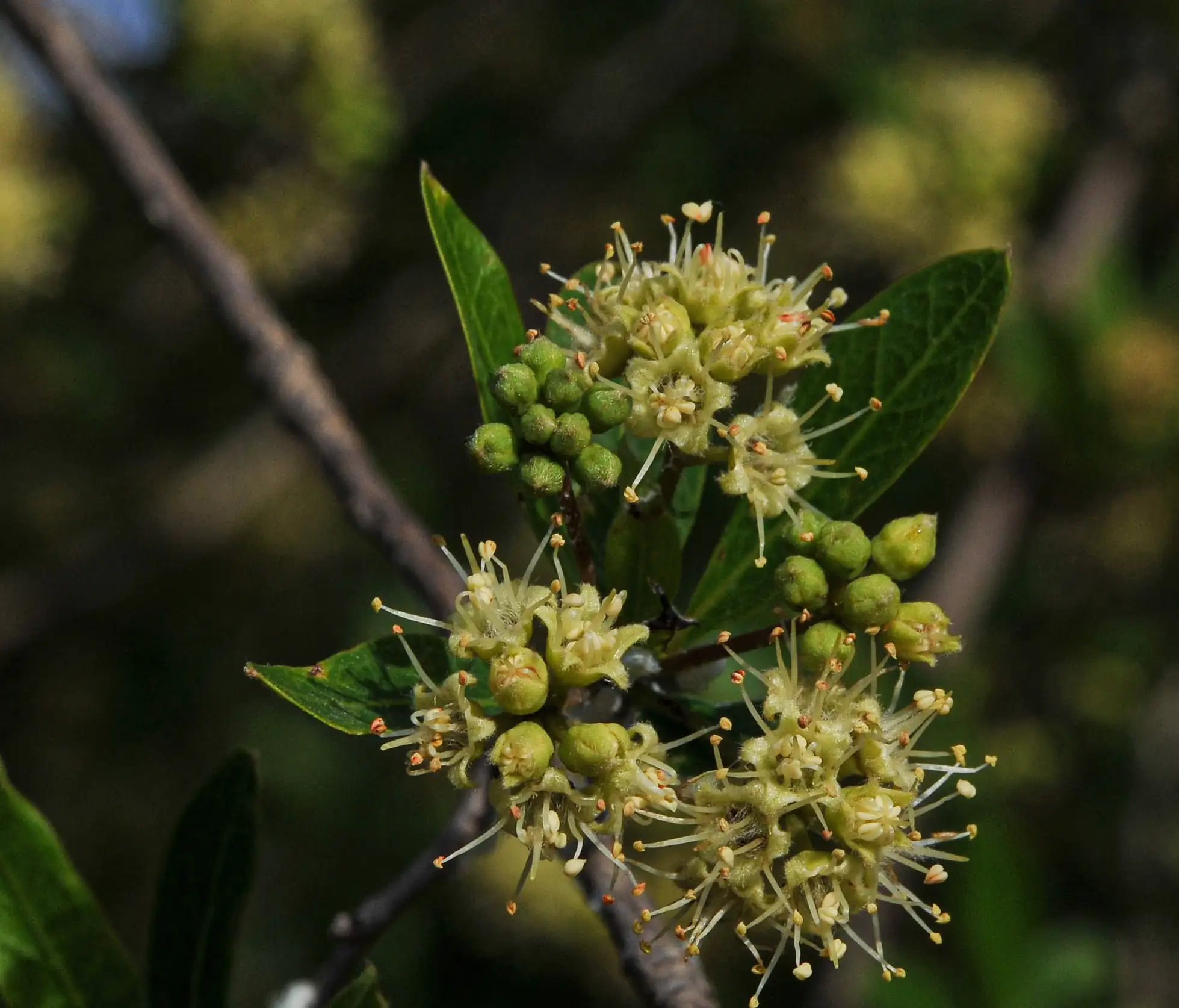 Terminalia australis Cambess.