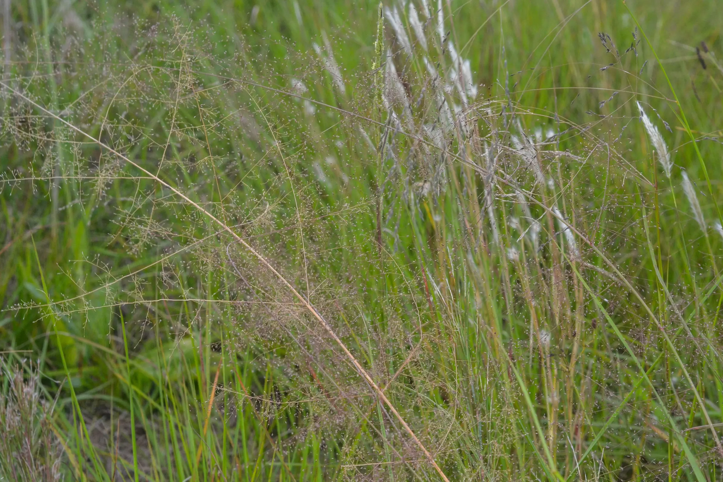 Eragrostis airoides Nees