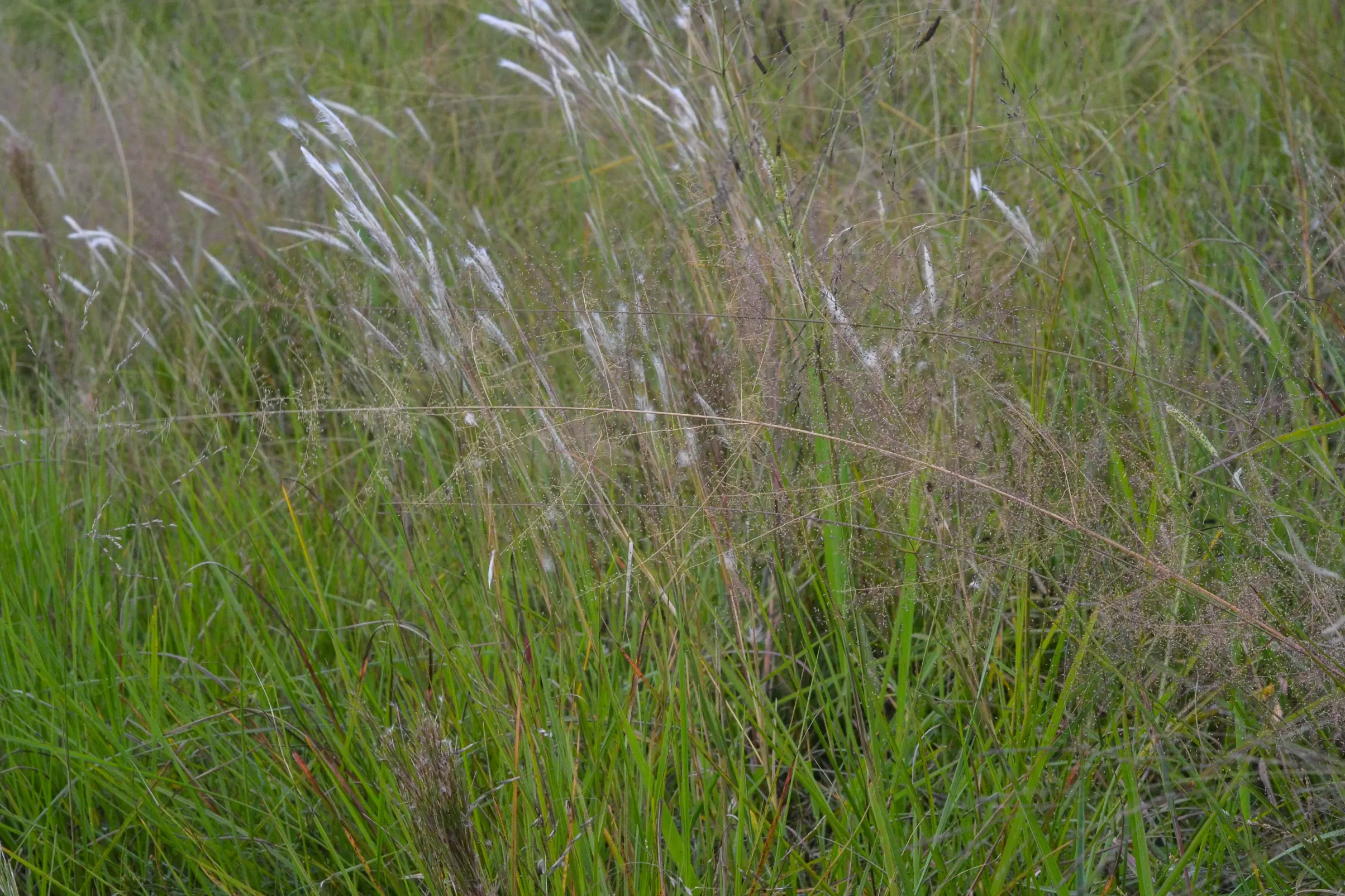 Eragrostis airoides Nees