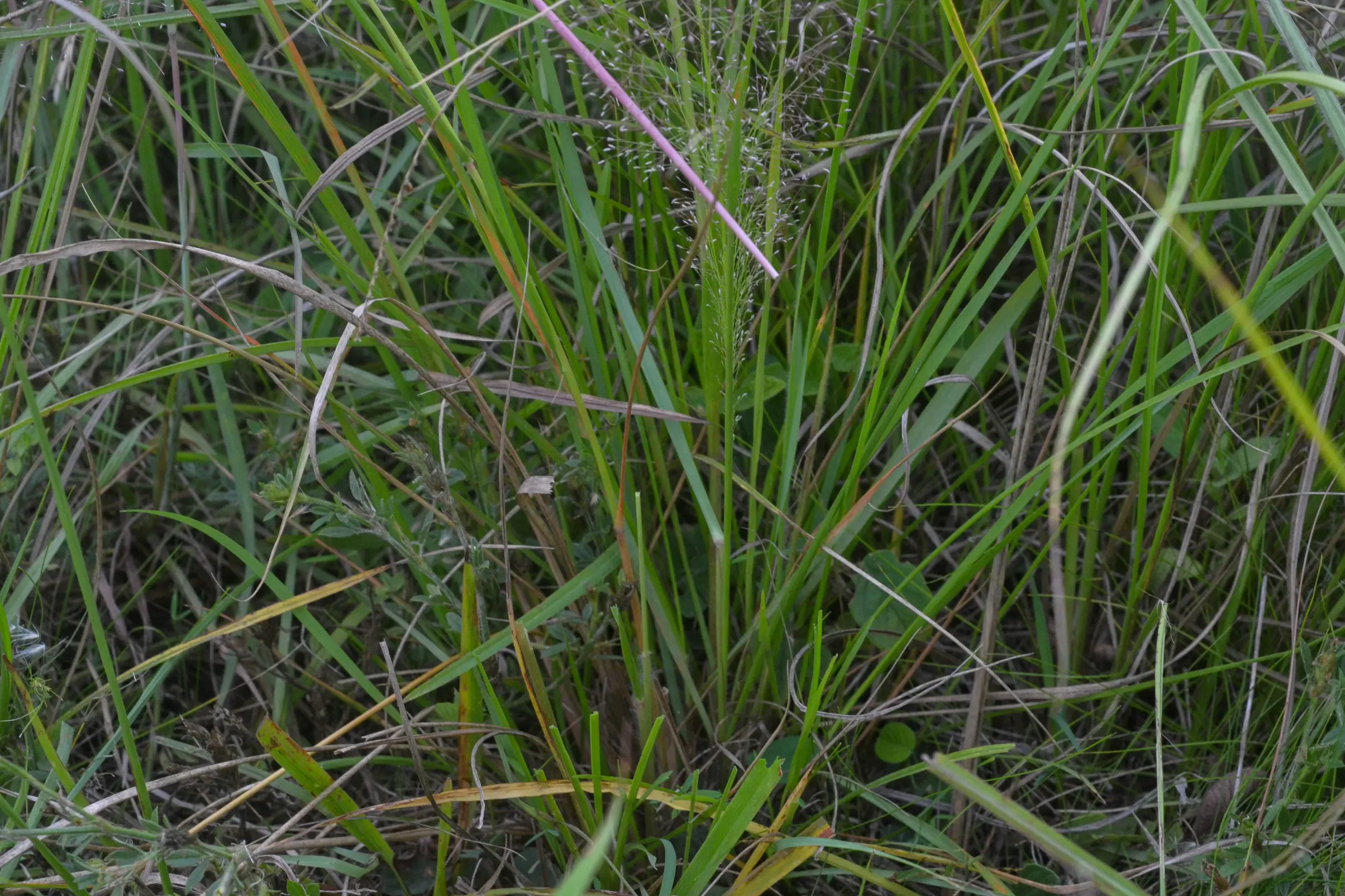 Eragrostis airoides Nees
