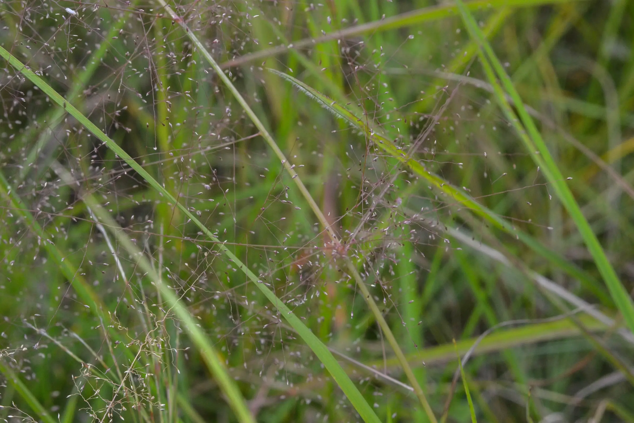 Eragrostis airoides Nees
