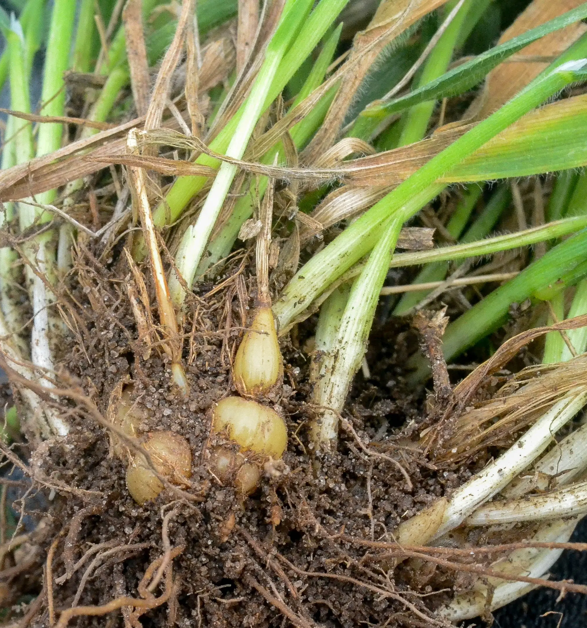 Erianthecium bulbosum Parodi