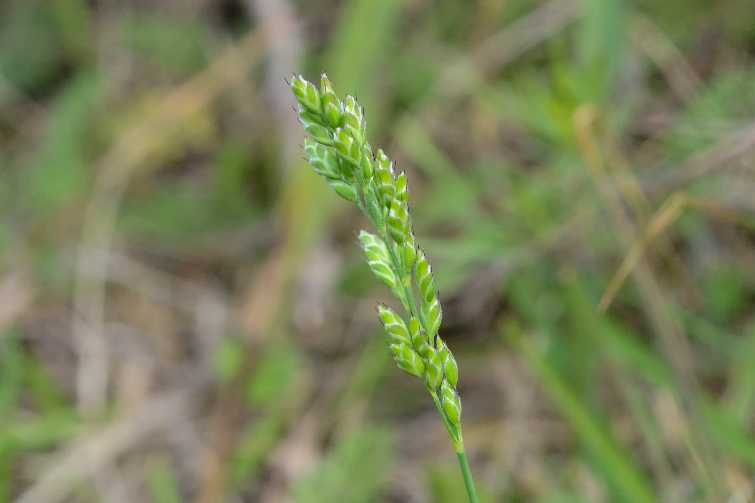 Erianthecium bulbosum Parodi