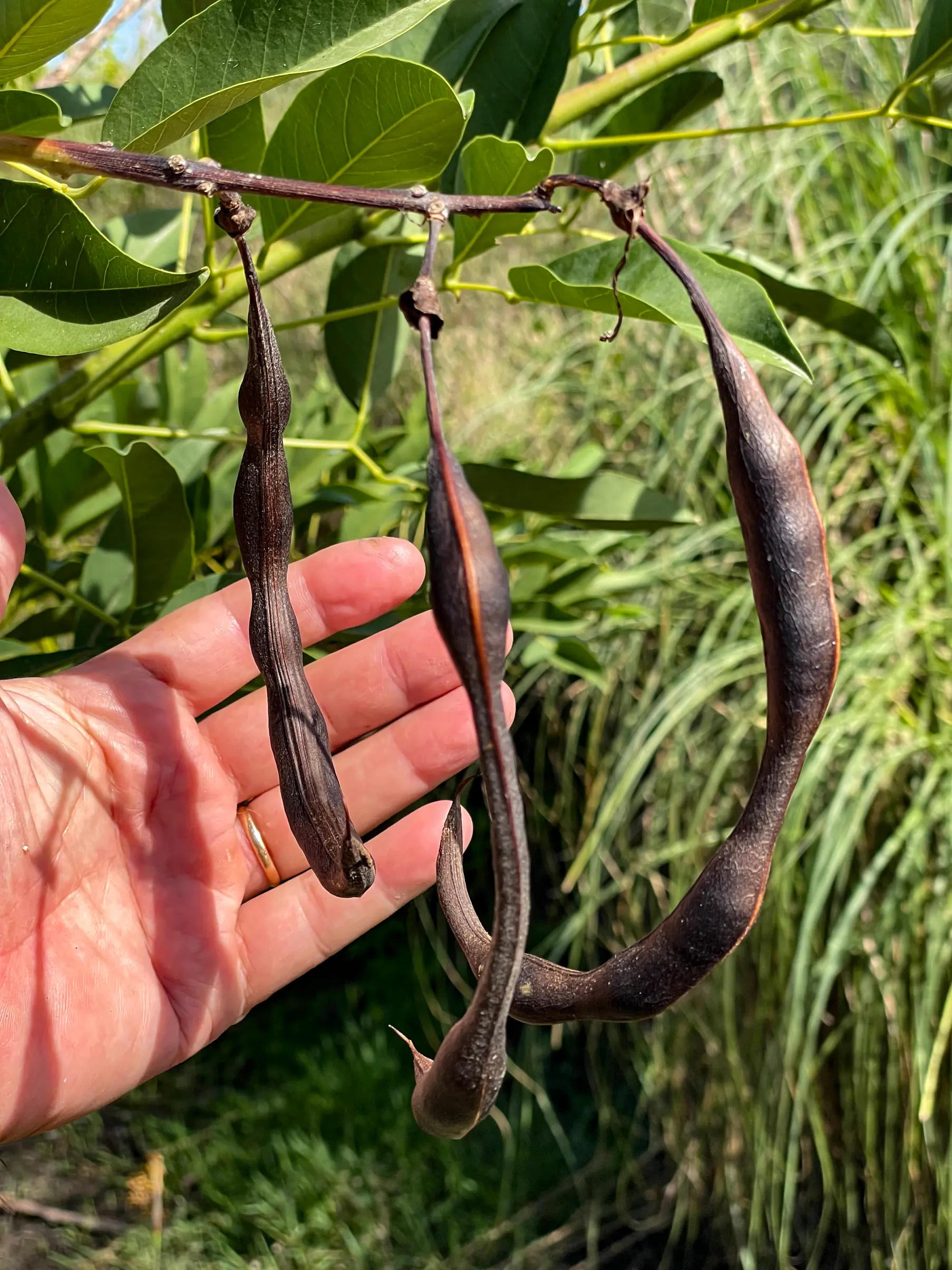 Erythrina crista-galli L.