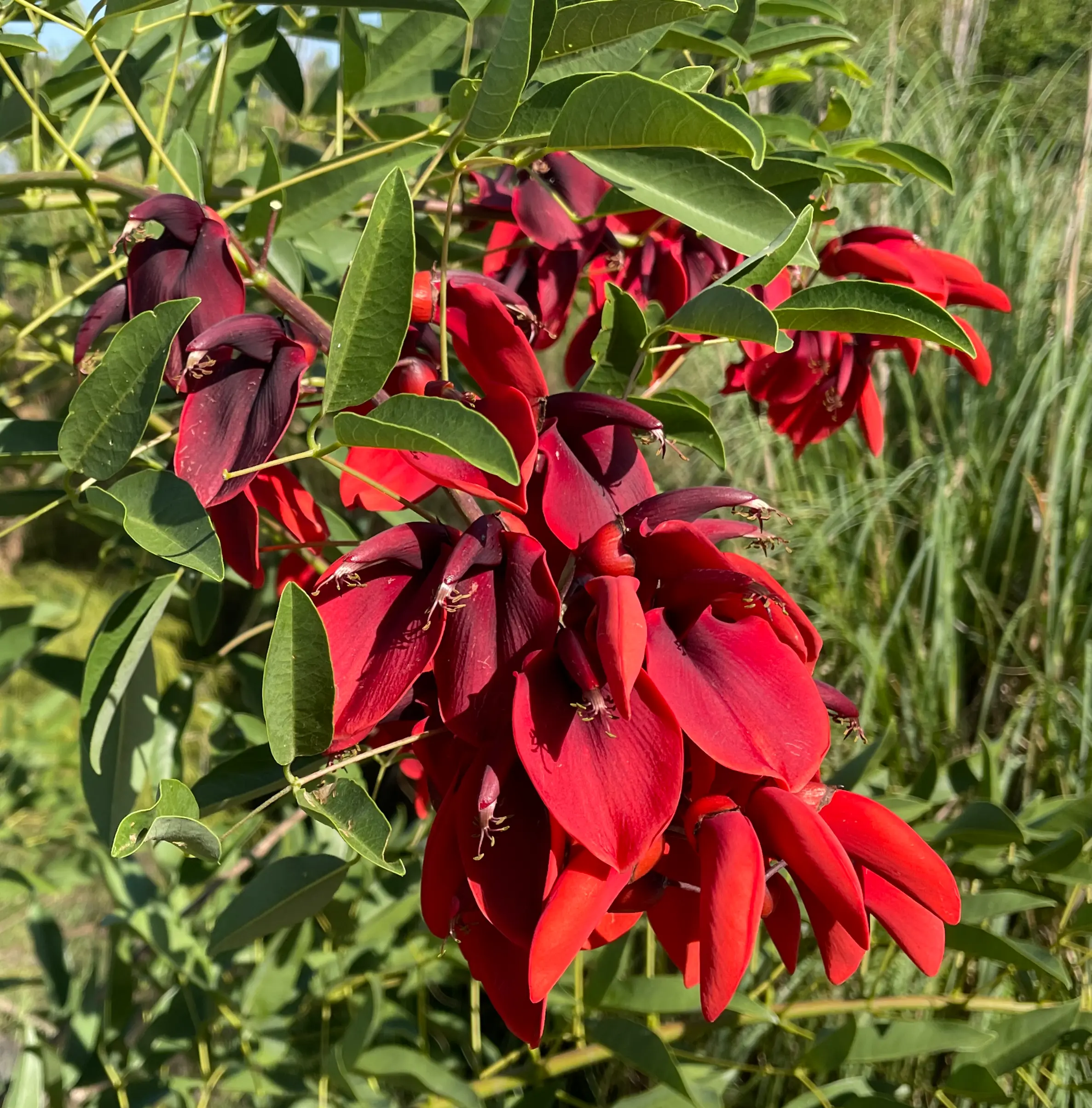 Erythrina crista-galli L.