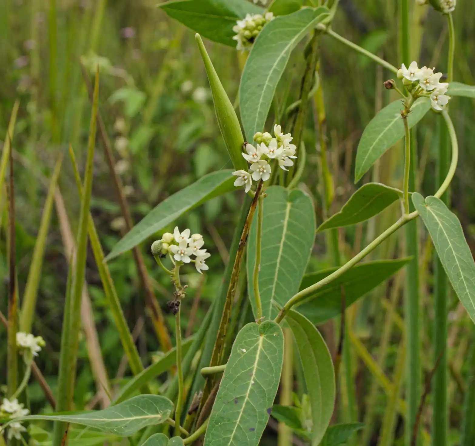 Funastrum flavum (Decne.) Malme