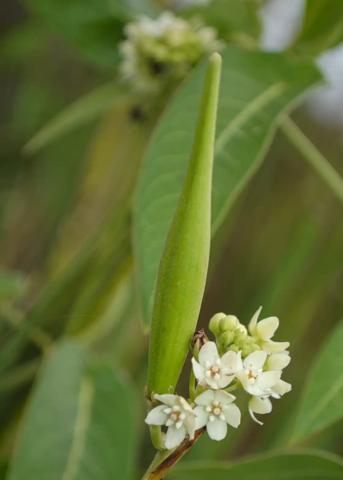 Funastrum flavum (Decne.) Malme