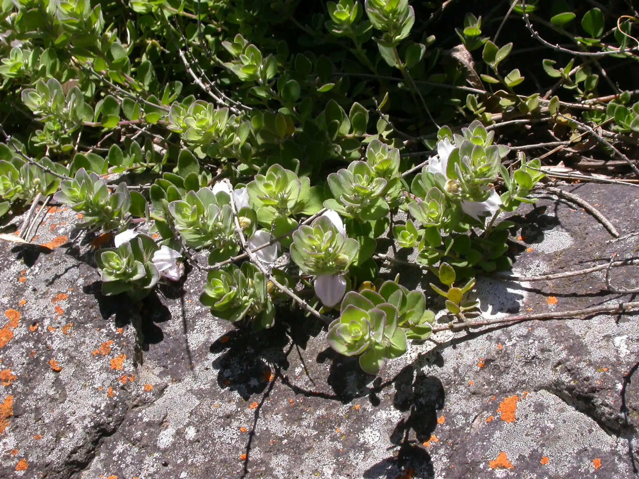 Glechon marifolia Benth.