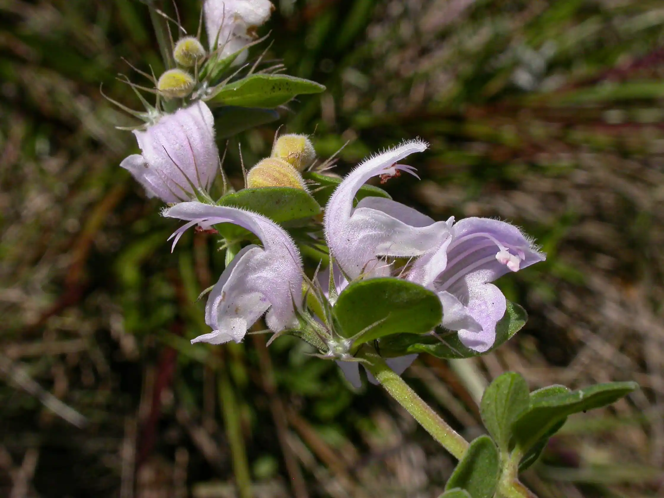 Glechon marifolia Benth.