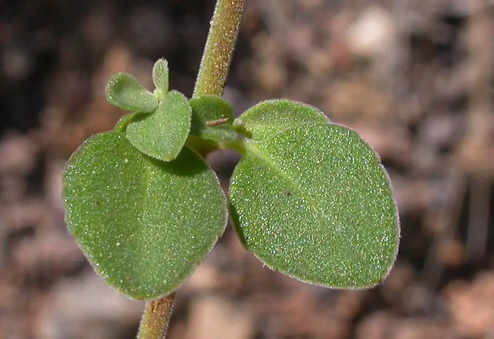 Glechon marifolia Benth.