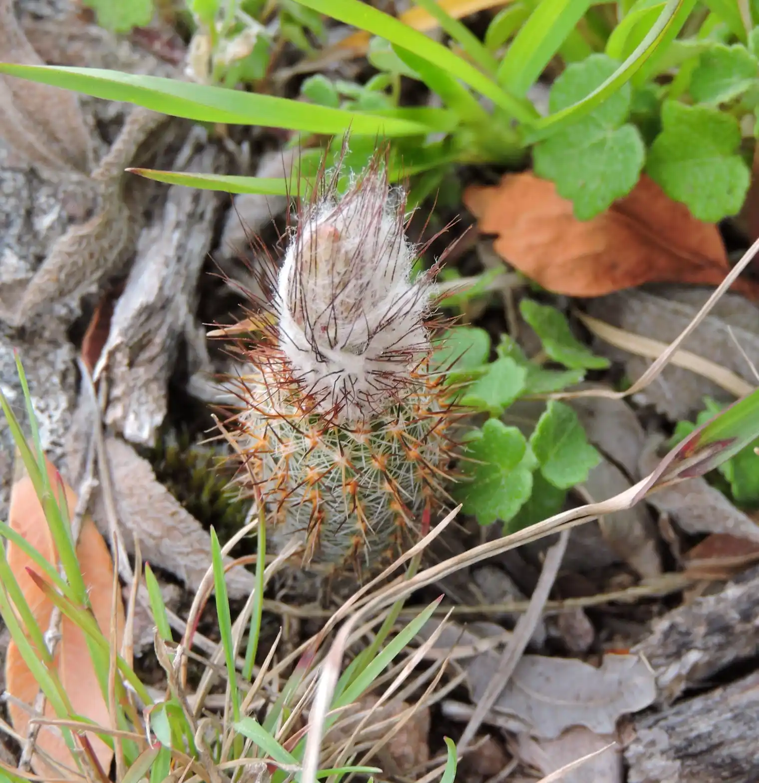 Frailea gracillima (Lem.) Britton & Rose