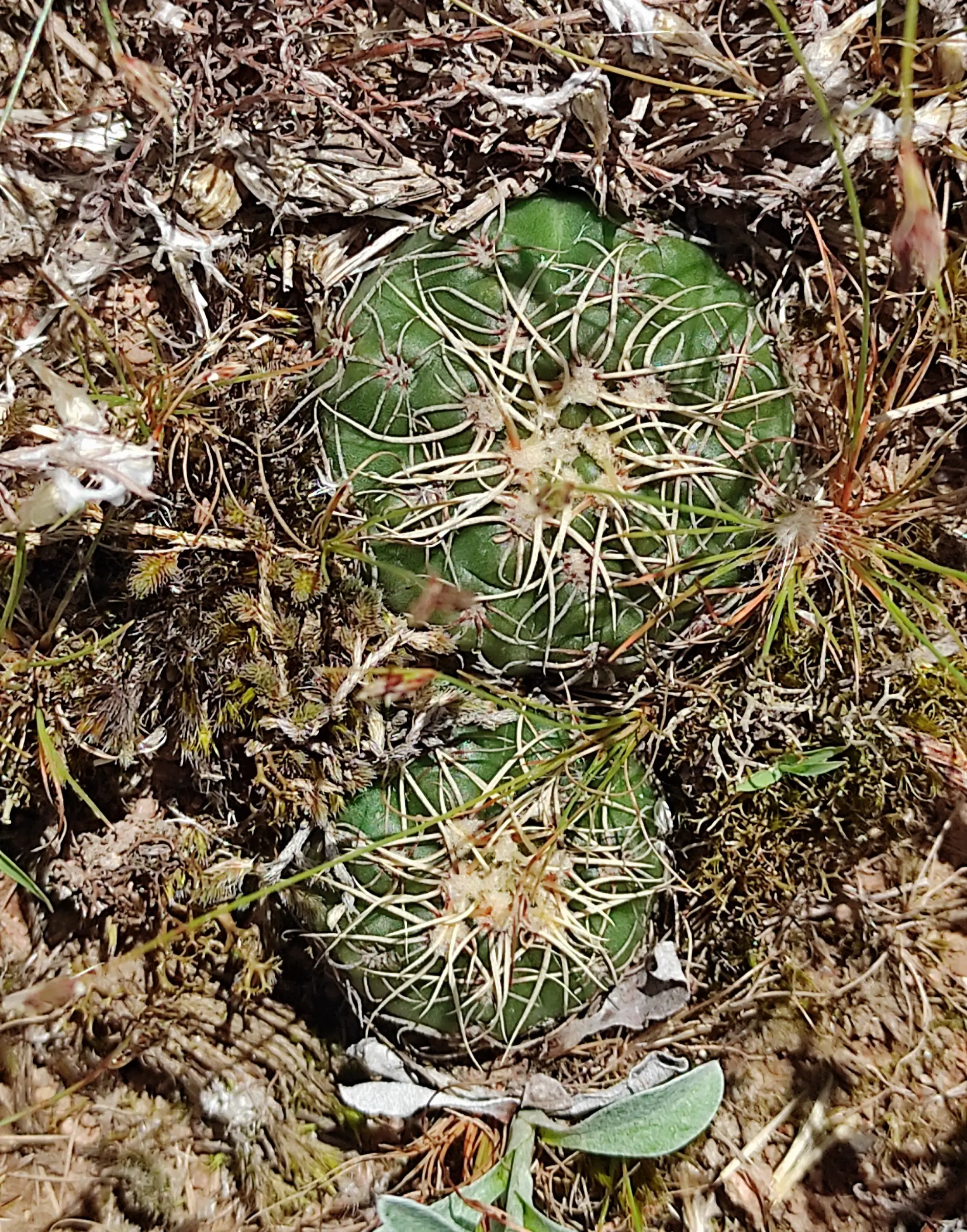 Gymnocalycium hyptiacanthum subsp. netrelianum (Monv. ex Labour.) Mereg.