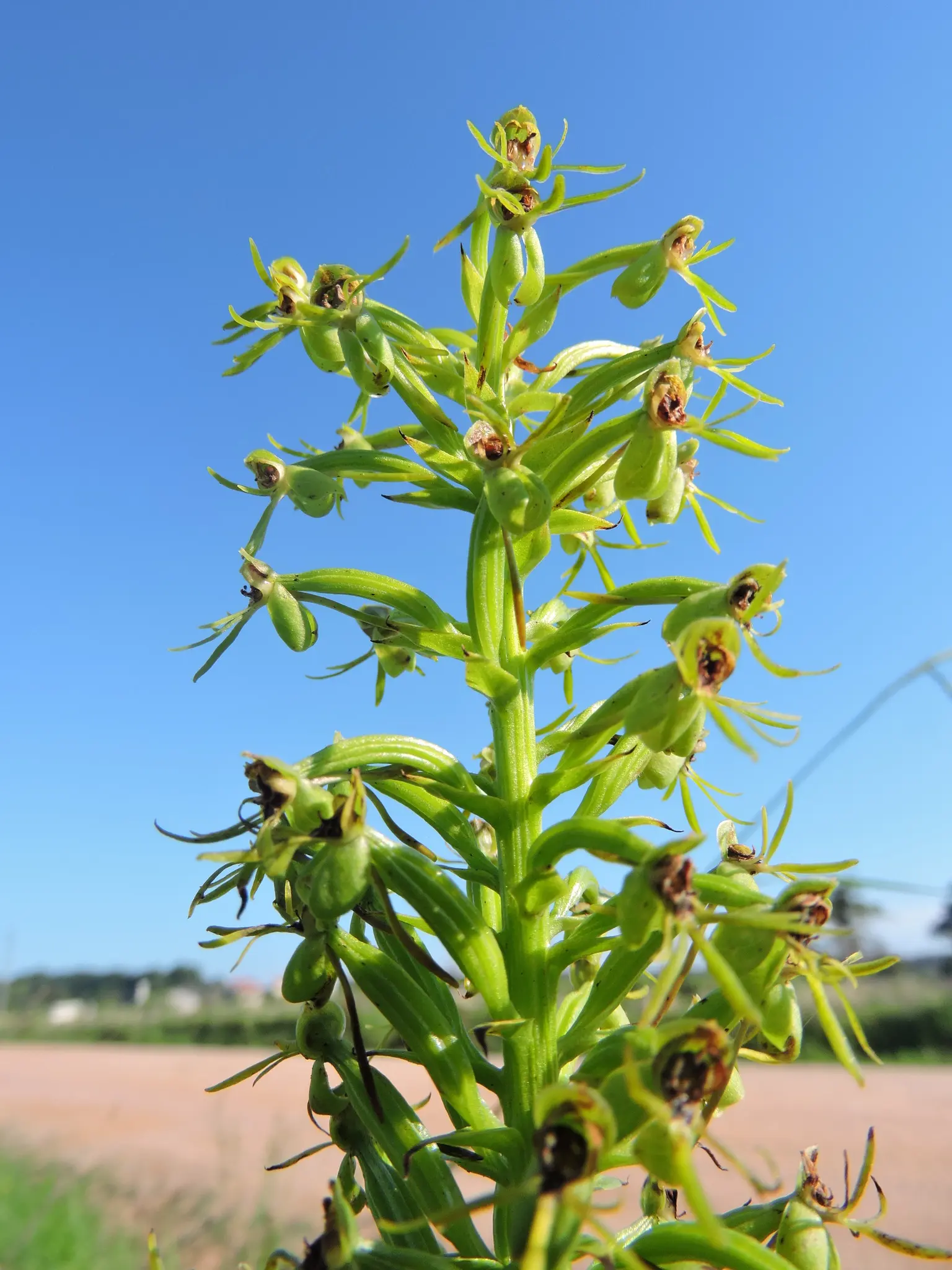 Habenaria dutrae Schltr.