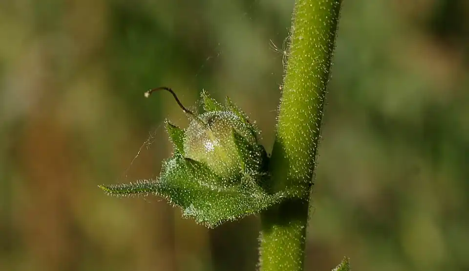 Verbascum virgatum Stokes