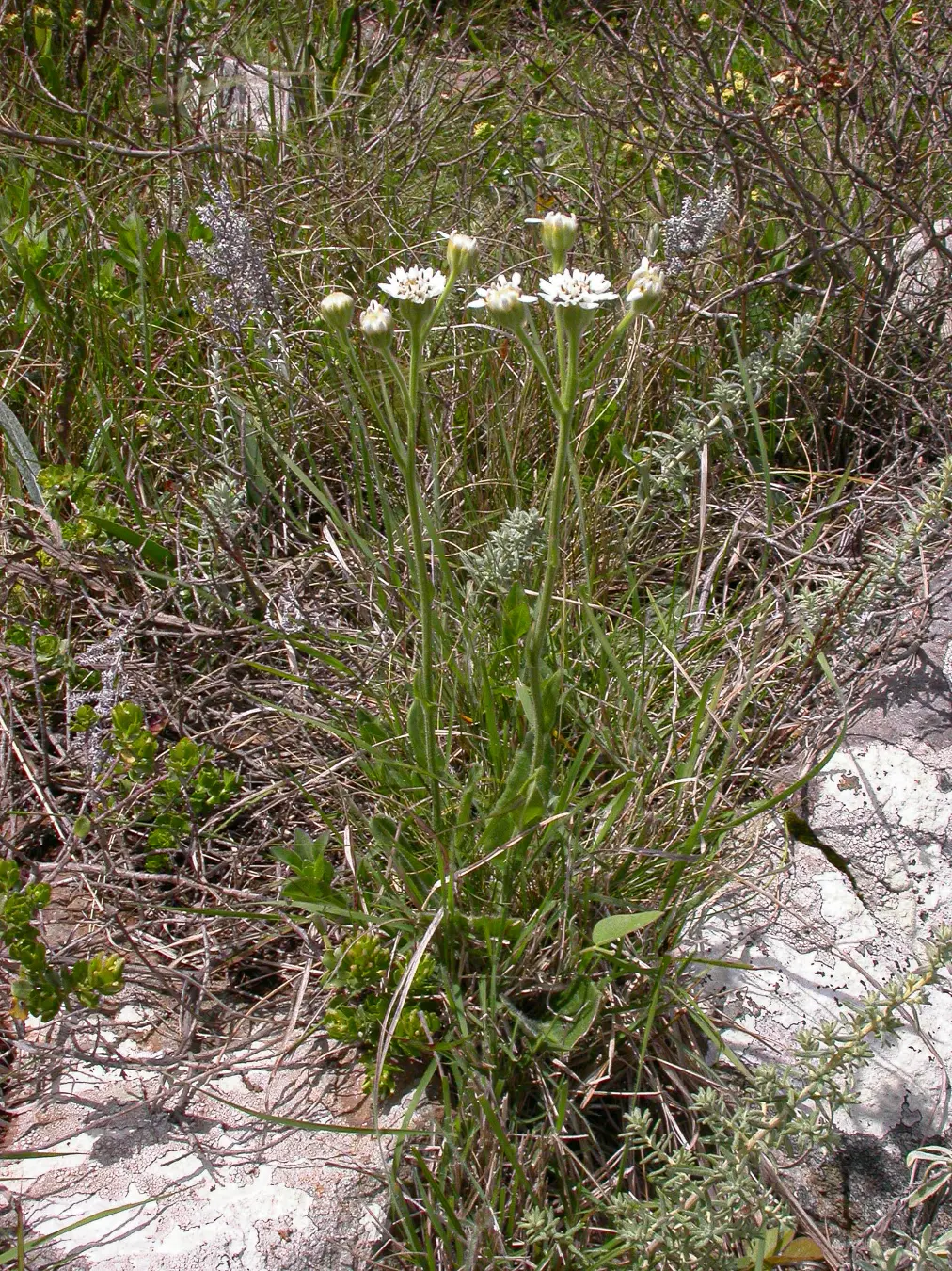 Holocheilus brasiliensis (L.) Cabrera